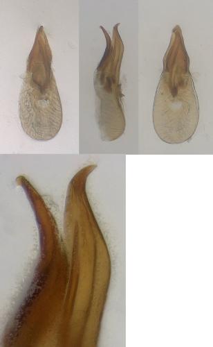 Réf. 334 054 : Proteinus angulatus